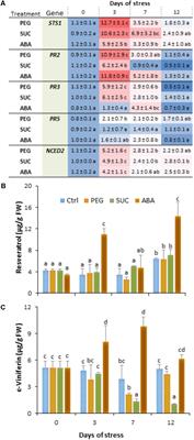 Osmotic Stress and ABA Affect Immune Response and Susceptibility of Grapevine Berries to Gray Mold by Priming Polyamine Accumulation